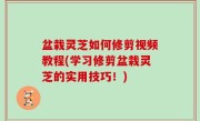 盆栽灵芝如何修剪视频教程(学习修剪盆栽灵芝的实用技巧！)