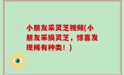 小朋友采灵芝视频(小朋友采摘灵芝，惊喜发现稀有种类！)
