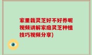 家里栽灵芝好不好养呢视频讲解家庭灵芝种植技巧视频分享)