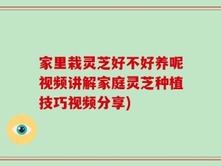 家里栽灵芝好不好养呢视频讲解家庭灵芝种植技巧视频分享)