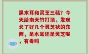 黑木耳和灵芝三萜？今天给南天竹打顶，发现长了好几个灵芝状的东西，是木耳还是灵芝呢，有毒吗