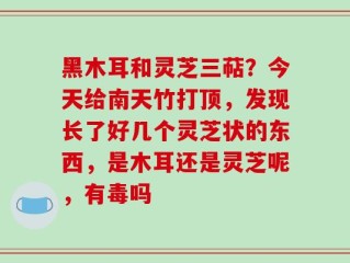 黑木耳和灵芝三萜？今天给南天竹打顶，发现长了好几个灵芝状的东西，是木耳还是灵芝呢，有毒吗