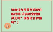 济南适合种灵芝吗现在能种吗(济南适宜种植灵芝吗？现在适合种植吗？)
