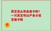 灵芝怎么养出孢子粉？一只灵芝可以产多少灵芝孢子粉