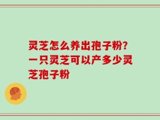 灵芝怎么养出孢子粉？一只灵芝可以产多少灵芝孢子粉