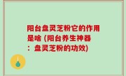 阳台盘灵芝粉它的作用是啥 (阳台养生神器：盘灵芝粉的功效)