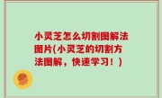 小灵芝怎么切割图解法图片(小灵芝的切割方法图解，快速学习！)