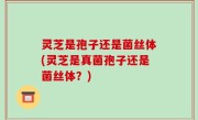 灵芝是孢子还是菌丝体(灵芝是真菌孢子还是菌丝体？)