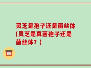 灵芝是孢子还是菌丝体(灵芝是真菌孢子还是菌丝体？)