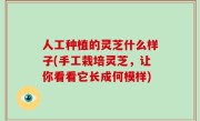 人工种植的灵芝什么样子(手工栽培灵芝，让你看看它长成何模样)