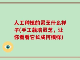 人工种植的灵芝什么样子(手工栽培灵芝，让你看看它长成何模样)