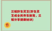 兰姐野生灵芝(野生灵芝成全民养生新宠，兰姐分享健康秘诀)