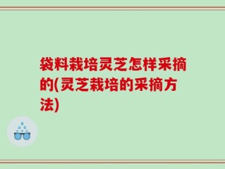 袋料栽培灵芝怎样采摘的(灵芝栽培的采摘方法)