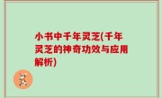 小书中千年灵芝(千年灵芝的神奇功效与应用解析)