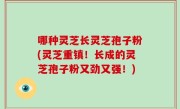 哪种灵芝长灵芝孢子粉(灵芝重镇！长成的灵芝孢子粉又劲又强！)