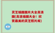 灵芝插图图片大全高清图(高清插图大全！欣赏最美的灵芝照片库)