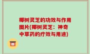 椰树灵芝的功效与作用图片(椰树灵芝：神奇中草药的疗效与用途)