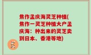 焦作孟庆海灵芝种植(焦作一灵芝种植大户孟庆海：种出来的灵芝卖到日本、香港等地)