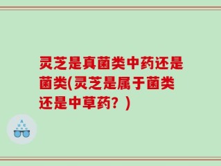 灵芝是真菌类中药还是菌类(灵芝是属于菌类还是中草药？)
