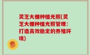 灵芝大棚种植光照(灵芝大棚种植光照管理：打造高效稳定的养殖环境)