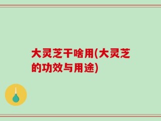 大灵芝干啥用(大灵芝的功效与用途)