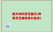 很大块的灵芝图片(神奇灵芝展现奇幻色彩)