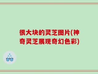 很大块的灵芝图片(神奇灵芝展现奇幻色彩)