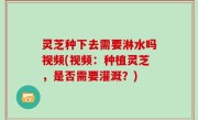 灵芝种下去需要淋水吗视频(视频：种植灵芝，是否需要灌溉？)