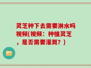 灵芝种下去需要淋水吗视频(视频：种植灵芝，是否需要灌溉？)