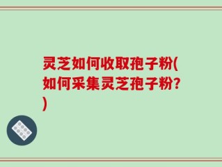 灵芝如何收取孢子粉(如何采集灵芝孢子粉？)