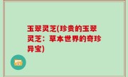 玉翠灵芝(珍贵的玉翠灵芝：草本世界的奇珍异宝)