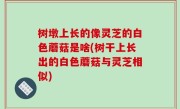 树墩上长的像灵芝的白色蘑菇是啥(树干上长出的白色蘑菇与灵芝相似)