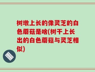 树墩上长的像灵芝的白色蘑菇是啥(树干上长出的白色蘑菇与灵芝相似)