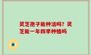 灵芝孢子能种活吗？灵芝能一年四季种植吗