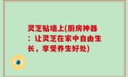 灵芝贴墙上(厨房神器：让灵芝在家中自由生长，享受养生好处)