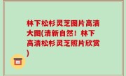 林下松杉灵芝图片高清大图(清新自然！林下高清松杉灵芝照片欣赏)
