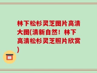 林下松杉灵芝图片高清大图(清新自然！林下高清松杉灵芝照片欣赏)