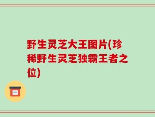 野生灵芝大王图片(珍稀野生灵芝独霸王者之位)