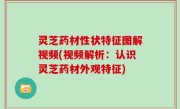 灵芝药材性状特征图解视频(视频解析：认识灵芝药材外观特征)