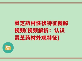 灵芝药材性状特征图解视频(视频解析：认识灵芝药材外观特征)