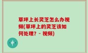 草坪上长灵芝怎么办视频(草坪上的灵芝该如何处理？- 视频)