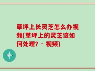 草坪上长灵芝怎么办视频(草坪上的灵芝该如何处理？- 视频)