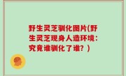 野生灵芝驯化图片(野生灵芝现身人造环境：究竟谁驯化了谁？)