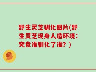 野生灵芝驯化图片(野生灵芝现身人造环境：究竟谁驯化了谁？)