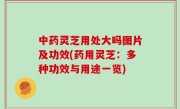 中药灵芝用处大吗图片及功效(药用灵芝：多种功效与用途一览)