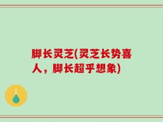 脚长灵芝(灵芝长势喜人，脚长超乎想象)