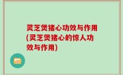 灵芝煲猪心功效与作用(灵芝煲猪心的惊人功效与作用)