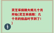 灵芝采摘期大概几个月开始(灵芝采摘期：几个月的极品时节到了！)