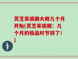 灵芝采摘期大概几个月开始(灵芝采摘期：几个月的极品时节到了！)