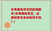 长寿果和灵芝的区别图片(长寿果和灵芝，这两种养生食材有何不同？)